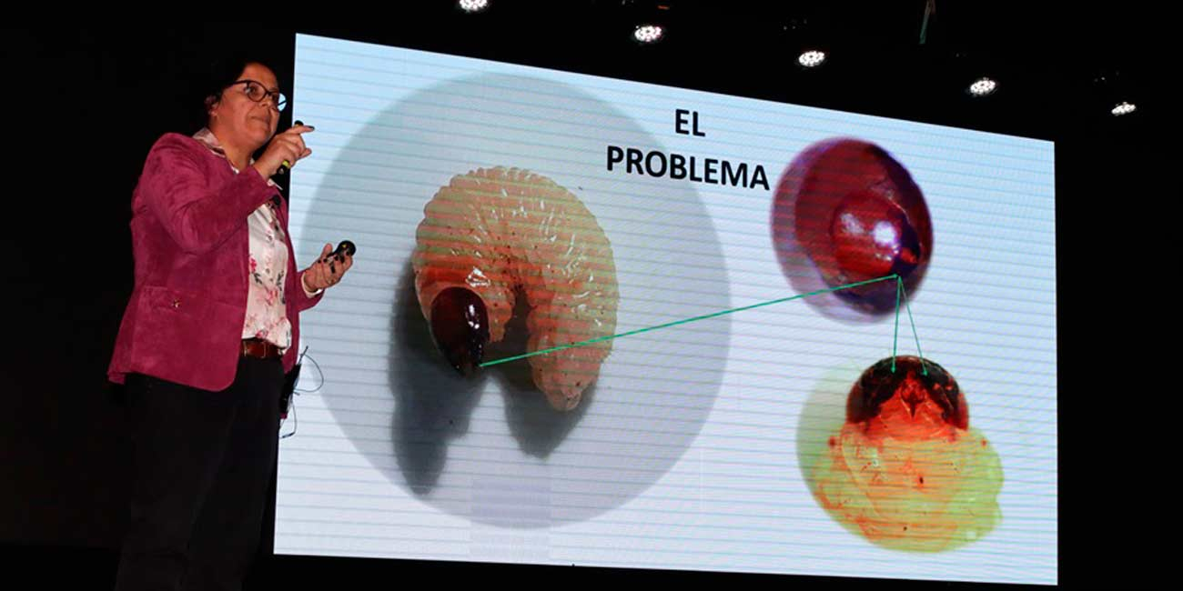 En la UFRO investigadores, productores y encargados de huertos abordaron problemática del Aegorhinus (burrito) en el avellano europeo